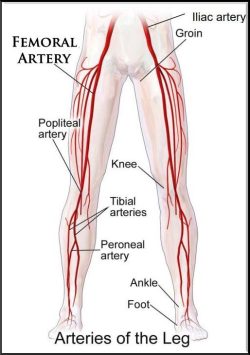 Arteries_of_the_leg